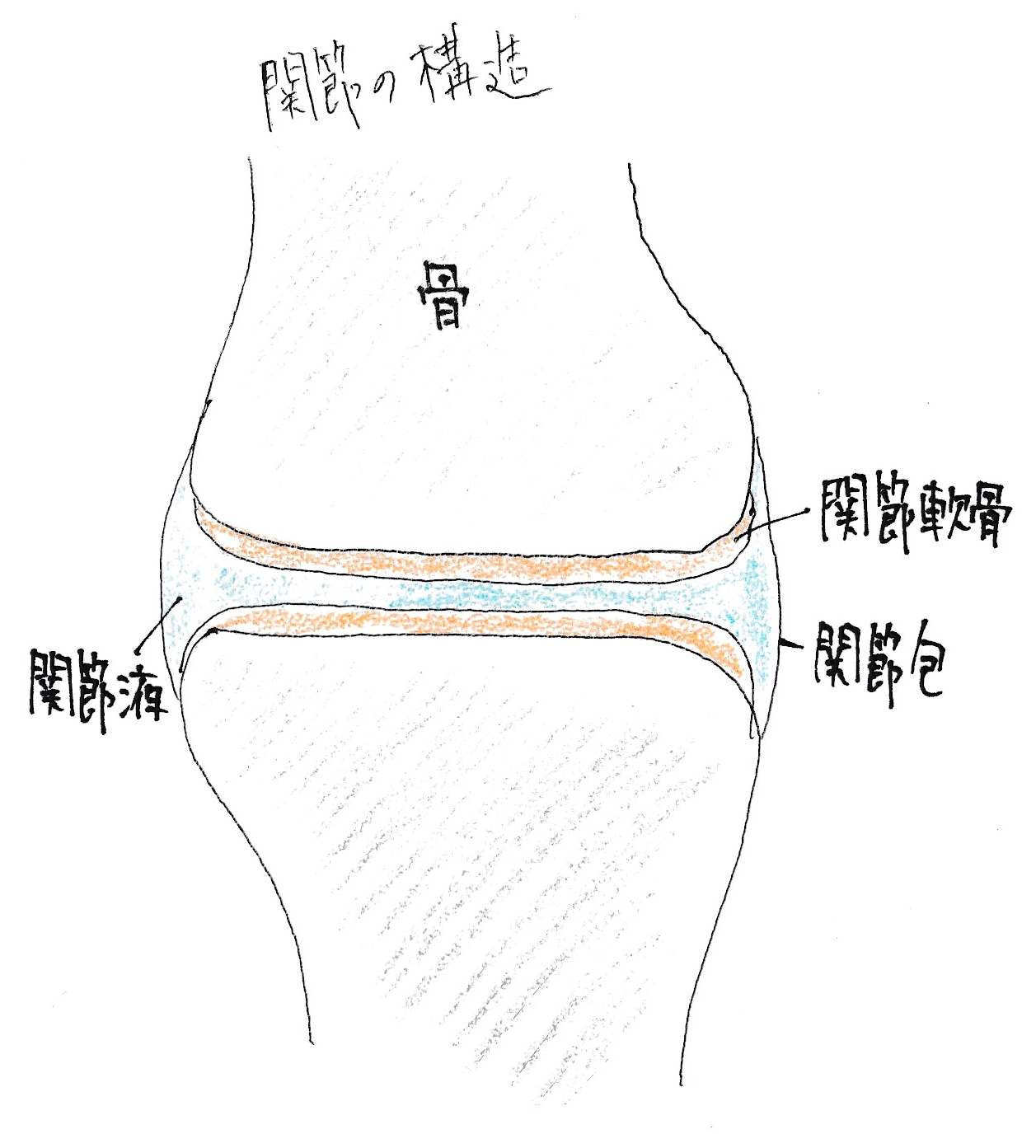 関節をポキポキ鳴らすと腰痛や肩こりの原因になる理由 福井県坂井市の整体師が解説
