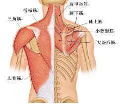背中の筋肉の図